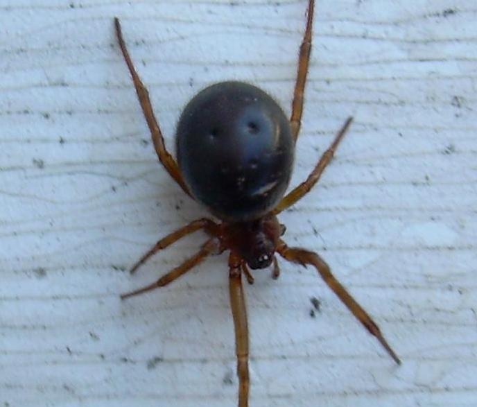 Steatoda nobilis